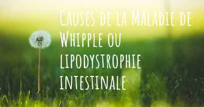 Causes de la Maladie de Whipple ou lipodystrophie intestinale