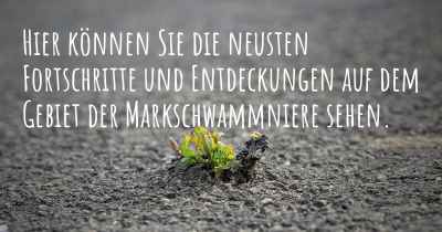 Hier können Sie die neusten Fortschritte und Entdeckungen auf dem Gebiet der Markschwammniere sehen.