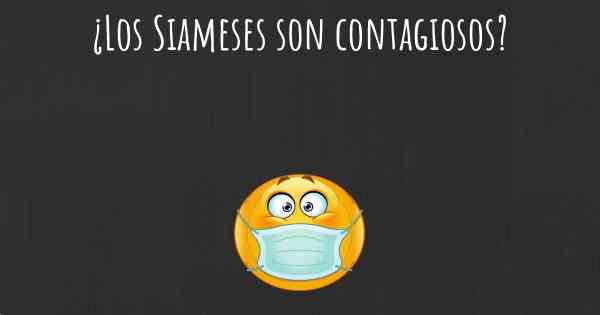 ¿Los Siameses son contagiosos?