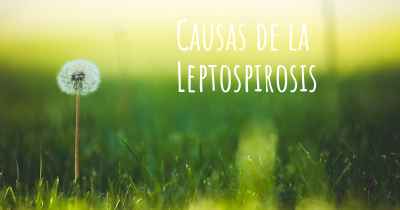 Causas de la Leptospirosis