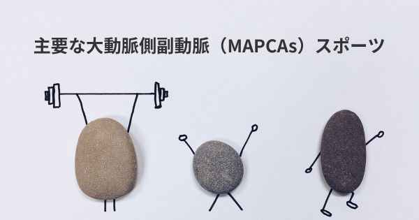 主要な大動脈側副動脈（MAPCAs）スポーツ
