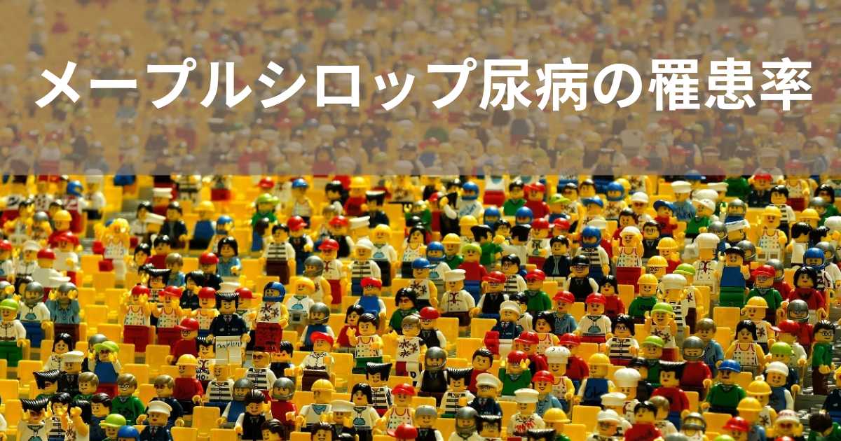 メープルシロップ尿病の蔓延は何ですか？