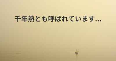 千年熱とも呼ばれています...