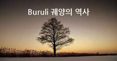 Buruli 궤양의 역사