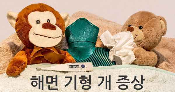 해면 기형 개 증상