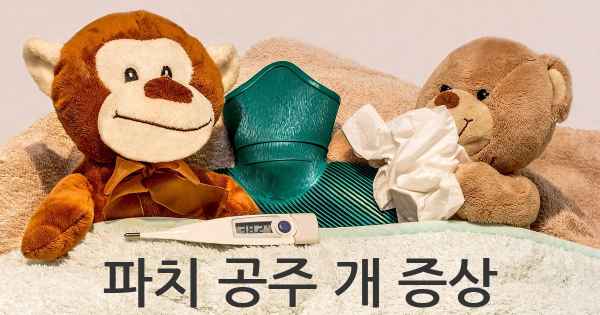 파치 공주 개 증상