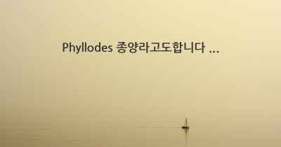 Phyllodes 종양라고도합니다 ...