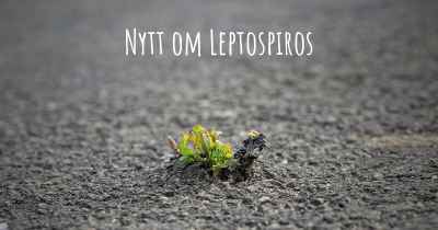 Nytt om Leptospiros