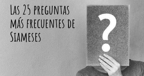 Las 25 preguntas más frecuentes de Siameses