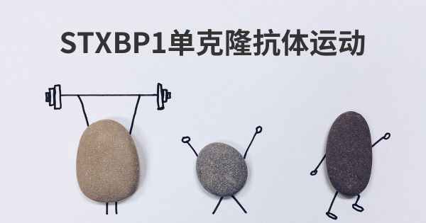 STXBP1单克隆抗体运动