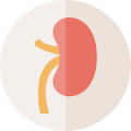 Urinary system